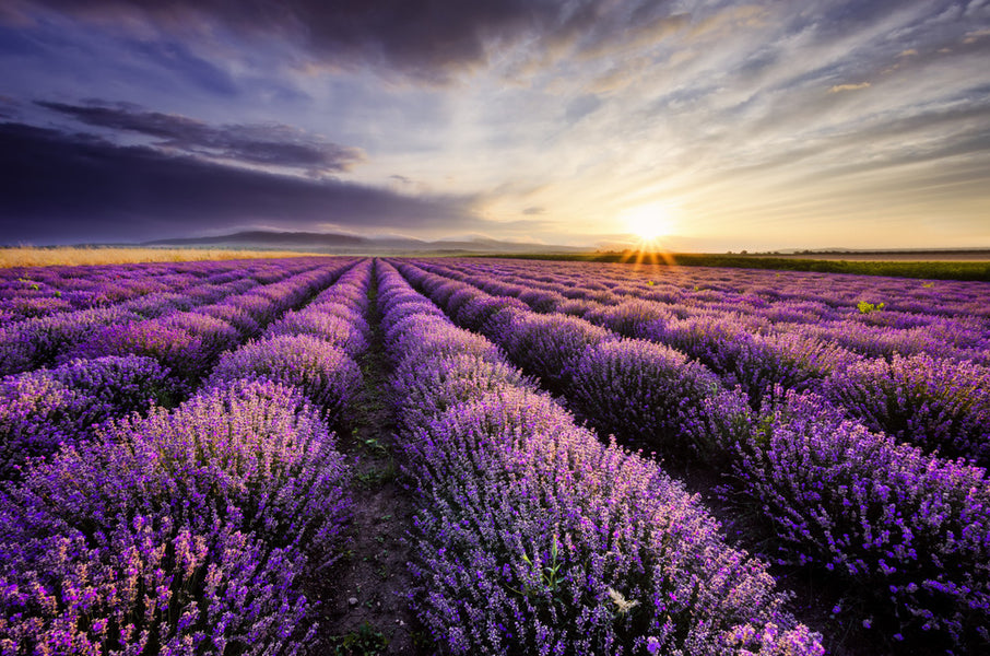 Tasmanian Lavender Blooms