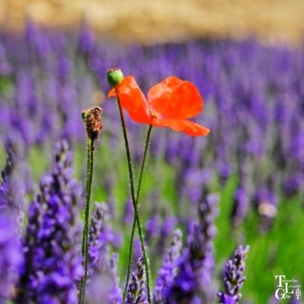 Remembering...Anzac Day 2020 at TLG